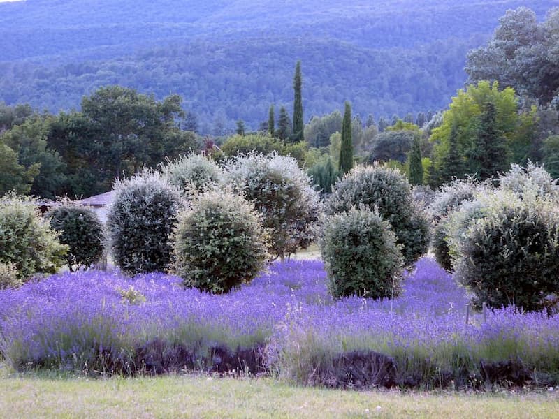 Champs de lavande avec des oliviers dans un paysage vallonné.