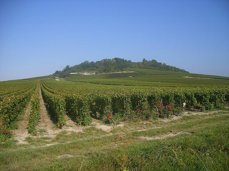 Vignoble champenois en été avec rangs de vignes alignés sur coteau et roses rouges en bordure de parcelle